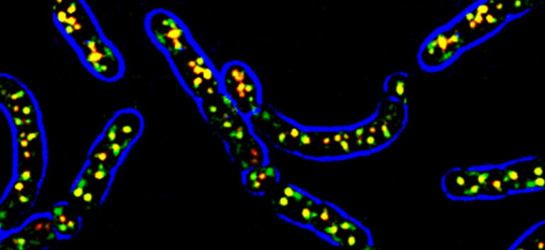 Prokaryotic Cell Development