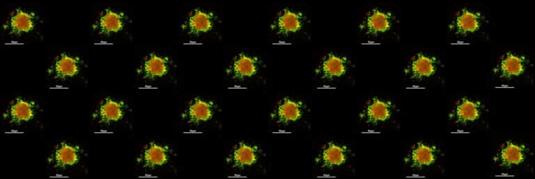 Biofilms & Spatially Organized Communities - B3D