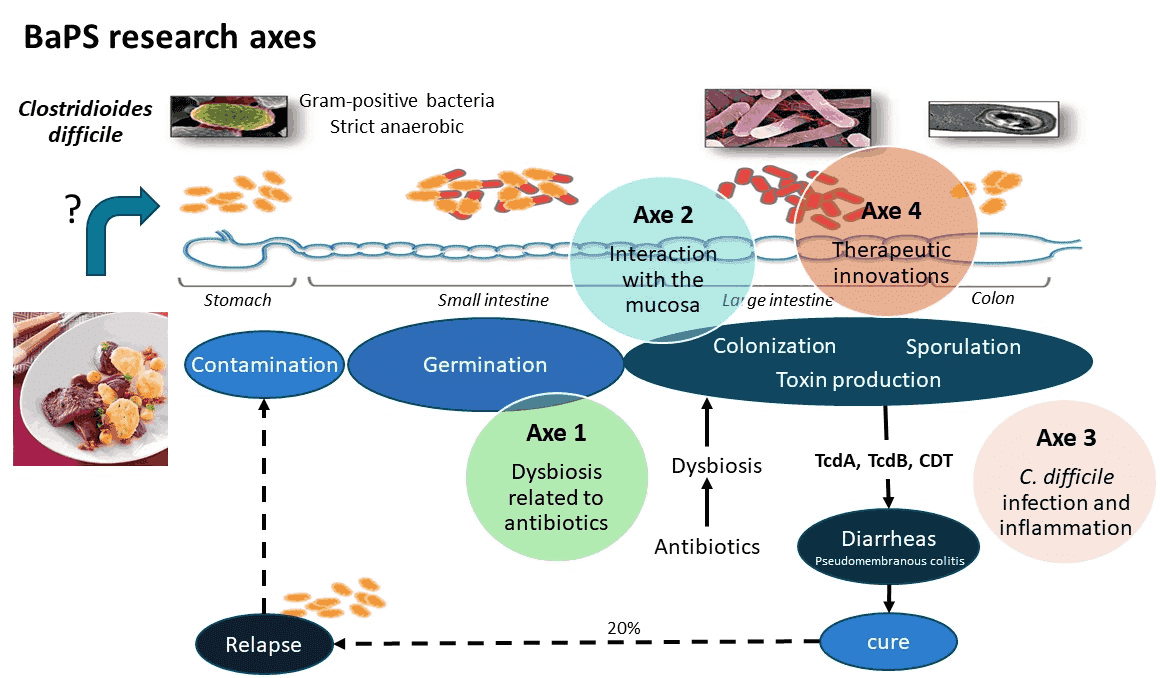 Pathogenic bacteria and Health - BaPs