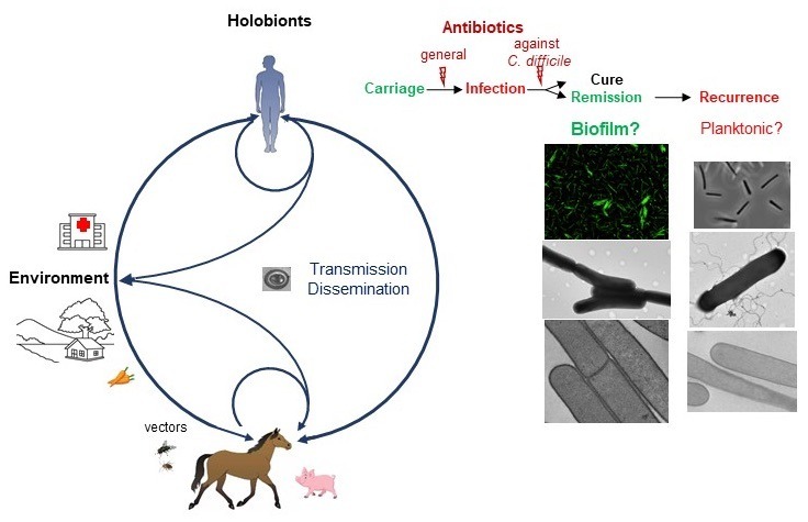 Cd biofilms: architecture, heterogeneity and role - GME