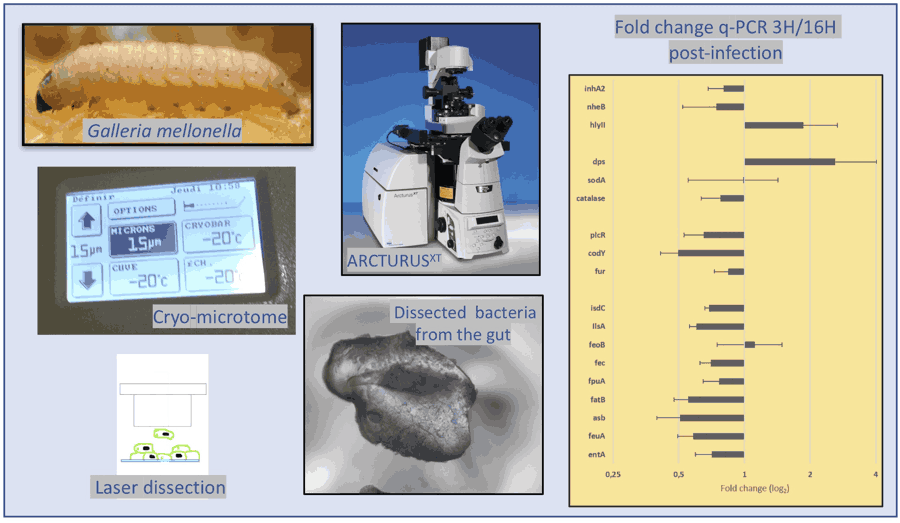 Role of iron homeostasis in Bc insect gut colonization - GME