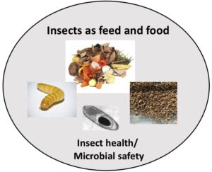 Microbial safety of insects for feed and food - GME