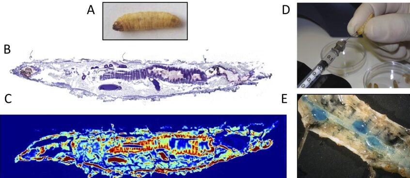 Dissection and histology approaches of Galleria mellonella last larval stage. A. alive 250 mg larva. B. Longitudinal stained cryo-section of whole larva. C. Infrared microscopy to detect biochemical compound in a cryosection. D. Force-feeding of last instar. E. Binoccular micrograph of the intestine and peritrophic matrix of a Blue Dextran beads-fed larva.