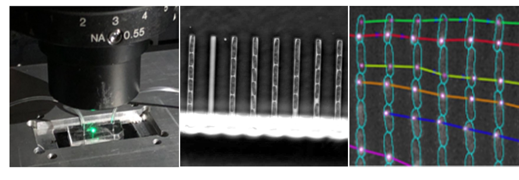 Measuring replication fidelity and repair capacity directly in single cells