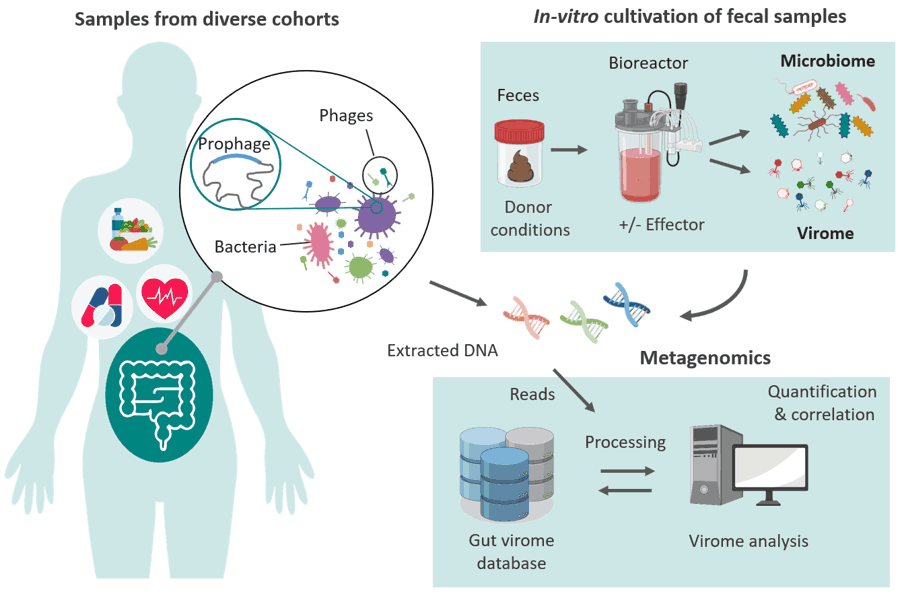 Diet-driven dynamics of the gut virome - NutriPhage