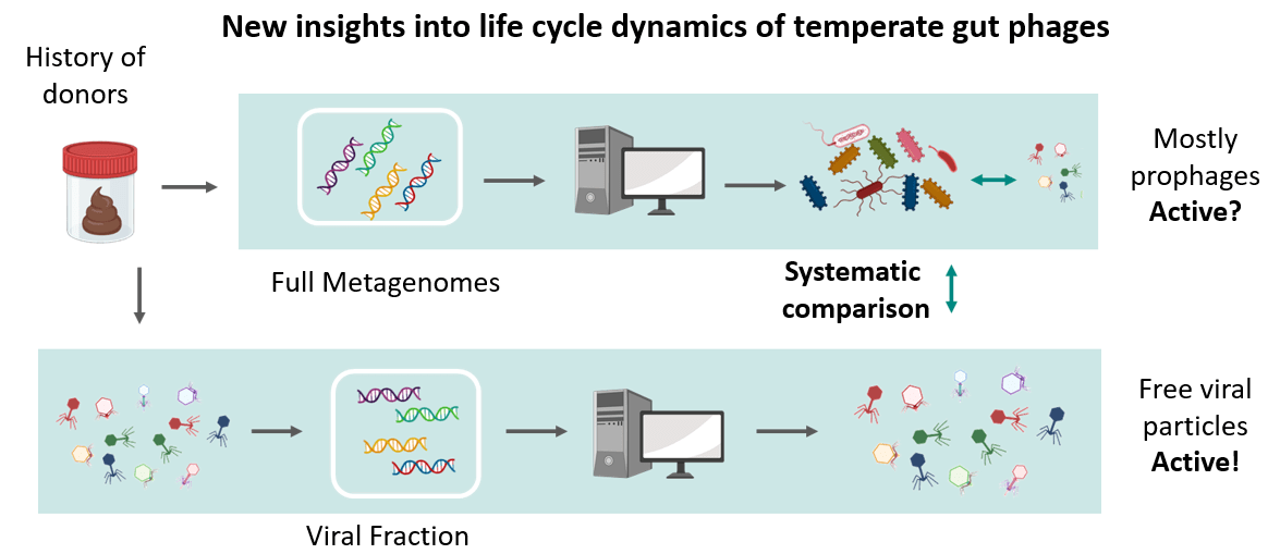 Why do temperate gut phages become active, and when does this activation typically happen? - NutriPhage