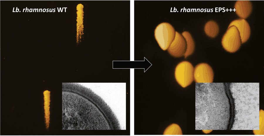 Overproduction of exopolysaccharides with functional properties in lactobacilli - PIMs