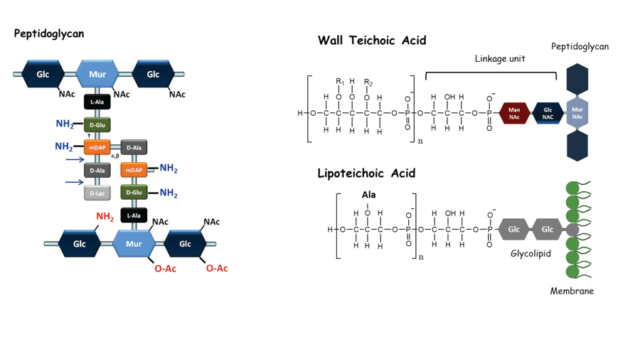Role of cell wall components in bacteria-host interactions - PIMs