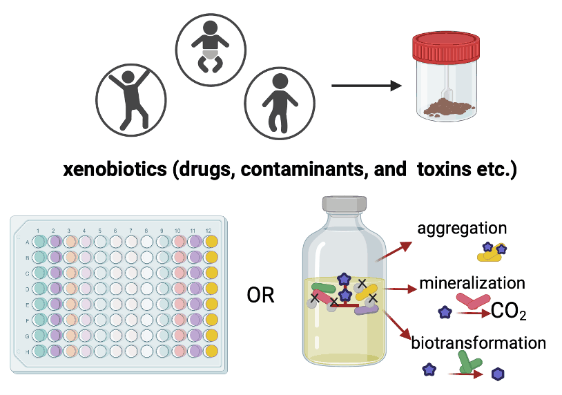 Microbiome and xenobiotic metabolism / drug response - PhylHom