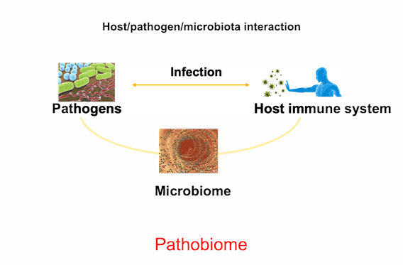 Host/ Pathogen/ Microbiota interaction - PIMs