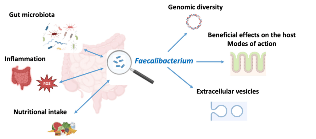 Mechanisms of action of commensal microorganisms of health interest - ProbiHôte