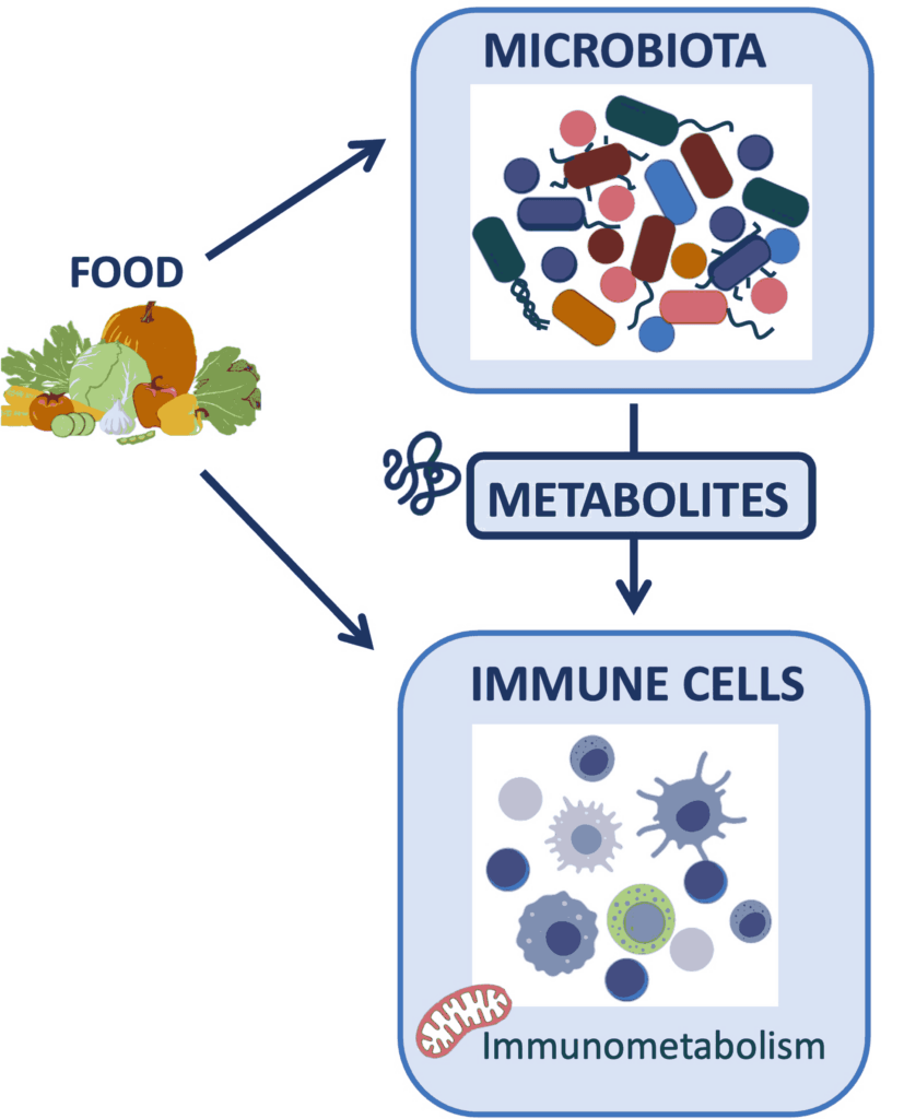 Immunity and Intestinal Microbiota - ProbiHôte