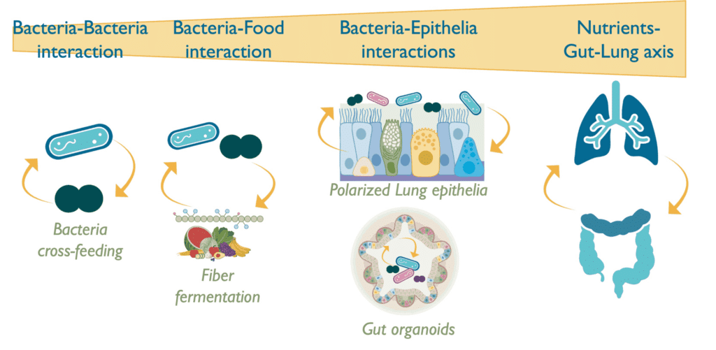 Microbiota and Gut and Lung Health - ProbiHôte