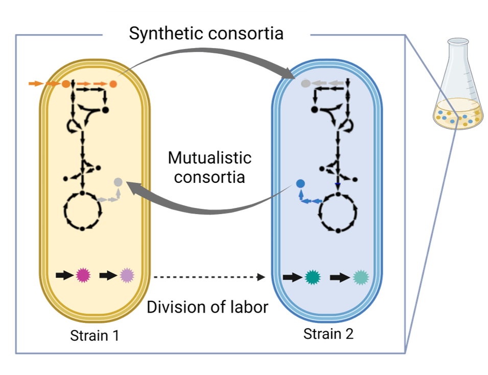 Syber axis 2 - Synthetic bacteria and consortia designed for the identification and characterization of fundamental cellular functions