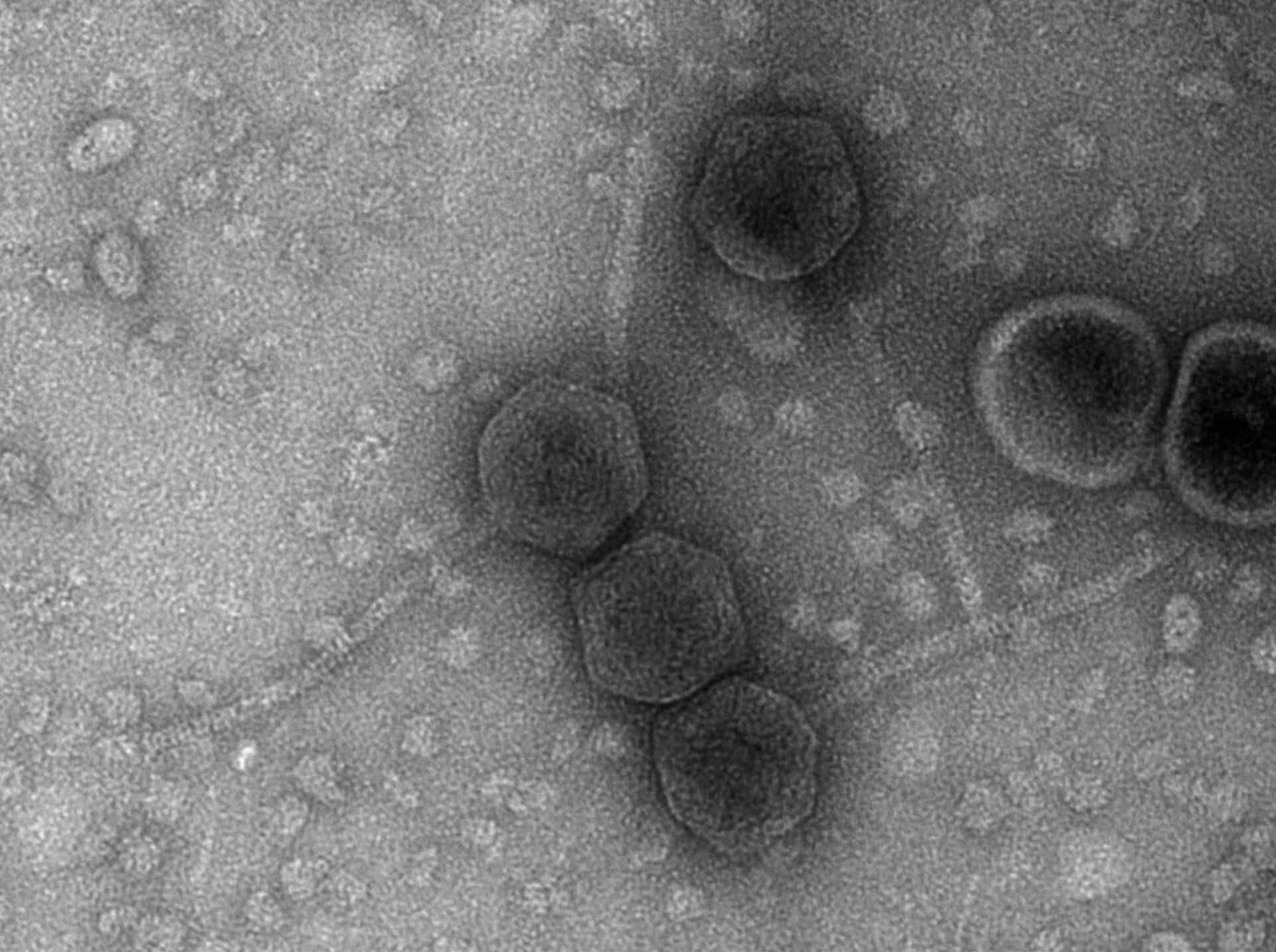 Phage-Bacteria Reciprocal Modulation of Mutation Rate and its Consequences - MuSE