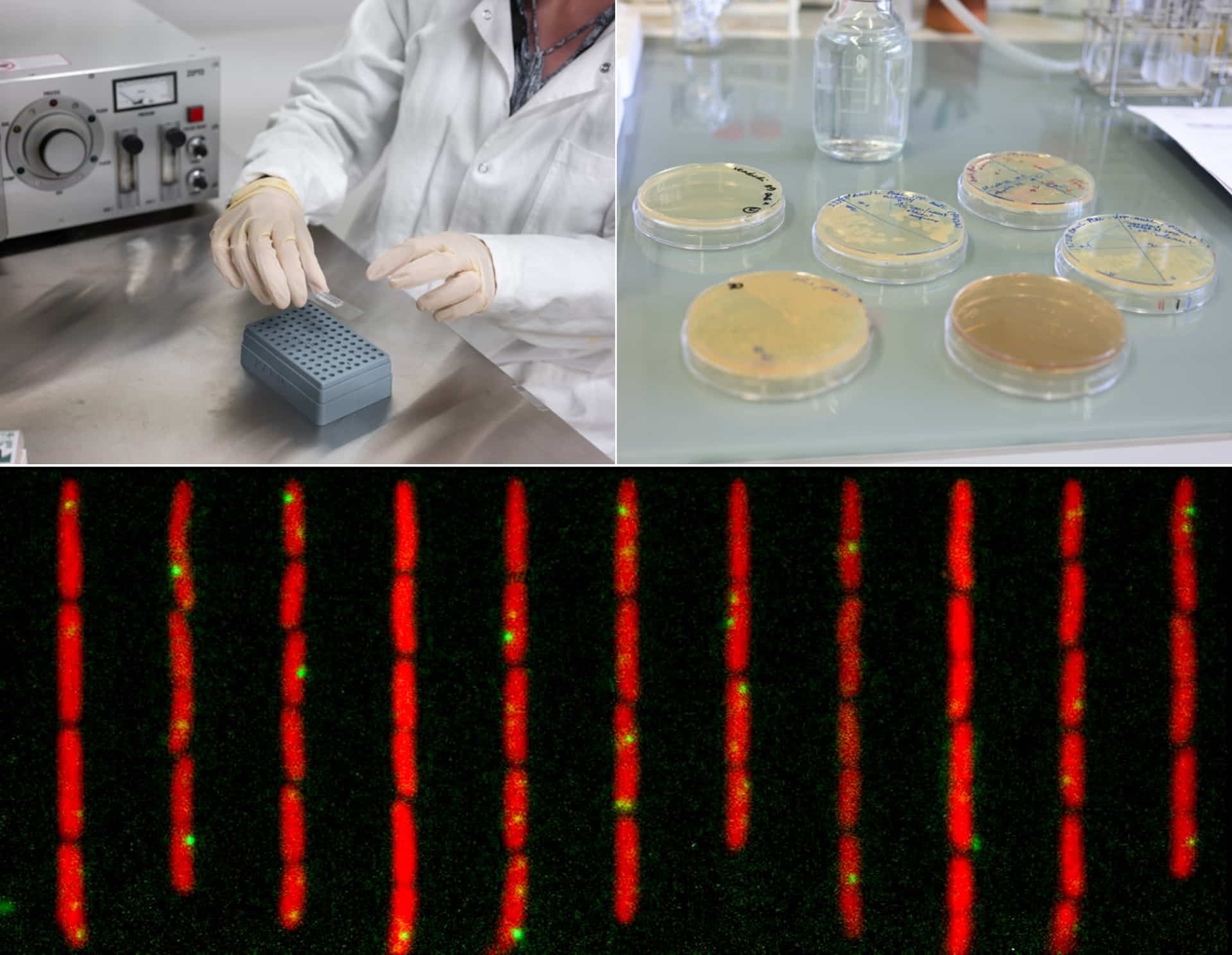 Influence of stressful environments on mutagenesis - MuSE