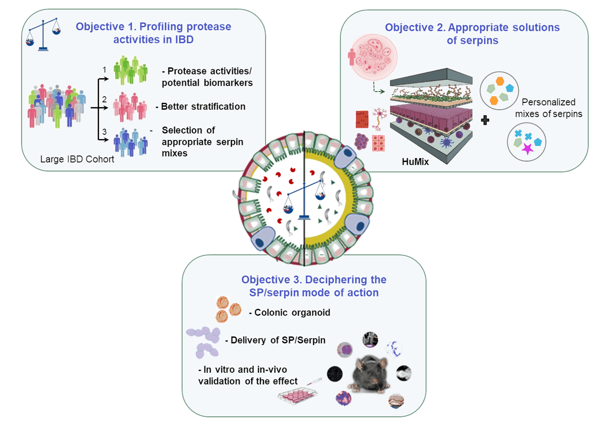 Proteolytic homeostasis in intestinal inflammation objectf - MIHA