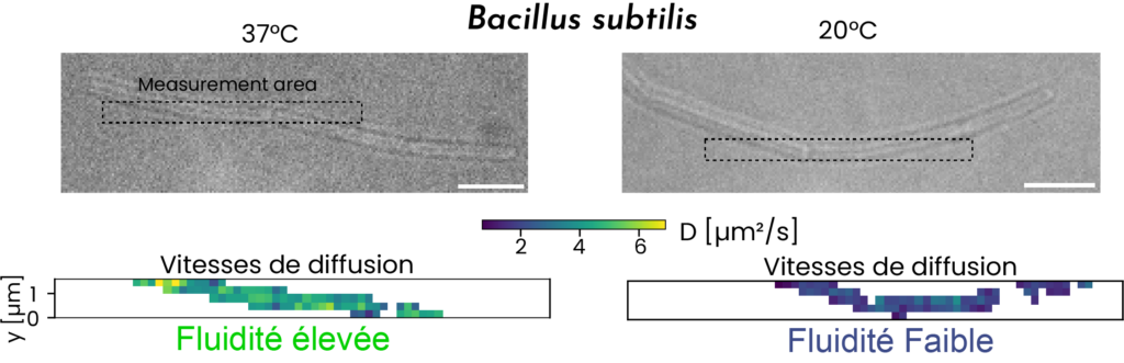 Fluidity quantification on bacteria living cells (B. subtilis) by Fluorescence Correlation Spectroscopy (FCS)