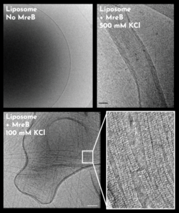 MreB protofilament in bacteria observed by electron microscopy